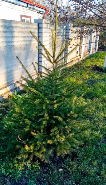 A small Christmas tree grows near the fence and near the road