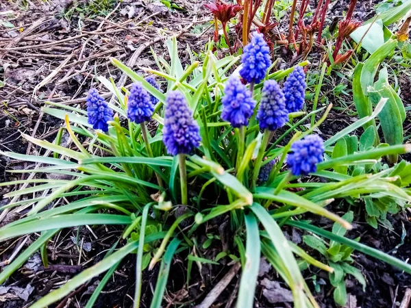 Fleurs Bleues Dans Jardin Vue Latérale — Photo
