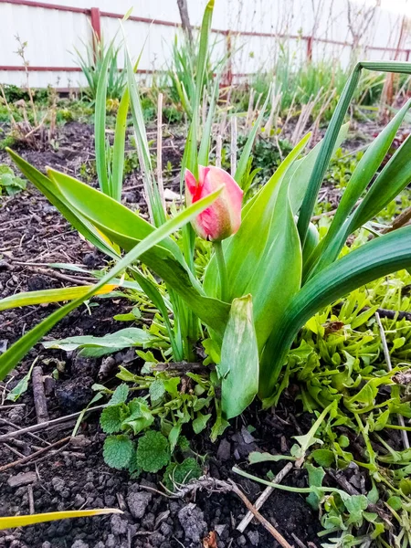Samotny Kwiat Tulipanów Ogrodzie Zdjęcie — Zdjęcie stockowe