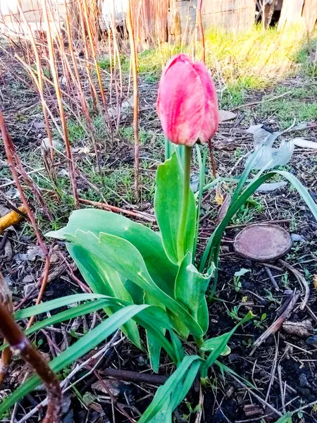 Tulipe Solitaire Fleurit Dans Jardin Côté Photo — Photo