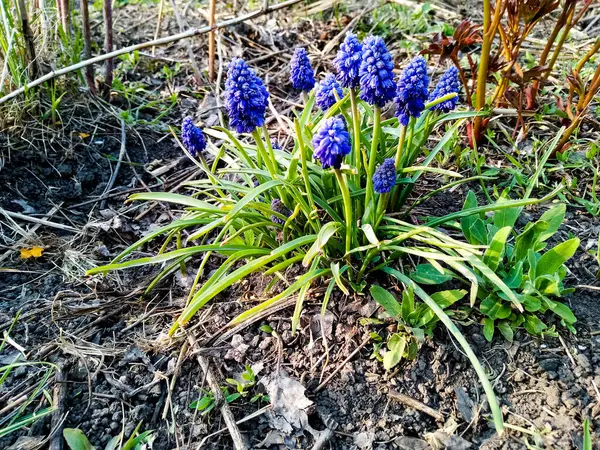 Fleurs Bleues Fleuries Dans Jardin Printemps — Photo