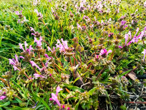 Fiori Selvatici Fioriscono Primavera Campo Prato — Foto Stock