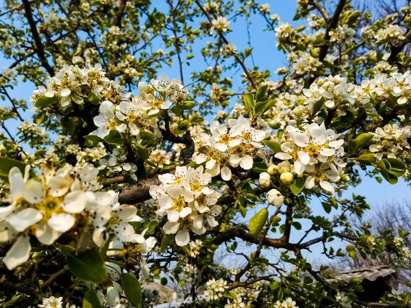 Frühlingsbirnenbaumfarbe Garten — Stockfoto