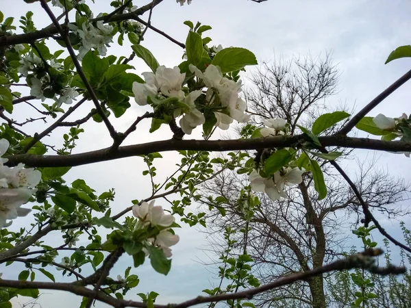 Apfelbaumblüten Frühlingsgarten — Stockfoto