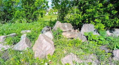 Ukrayna 'da terk edilmiş bir evin yakınında sarı akasya çiçekleri açar.