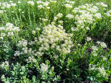 Ukrayna 'da terk edilmiş bir evin yakınında sarı akasya çiçekleri açar.