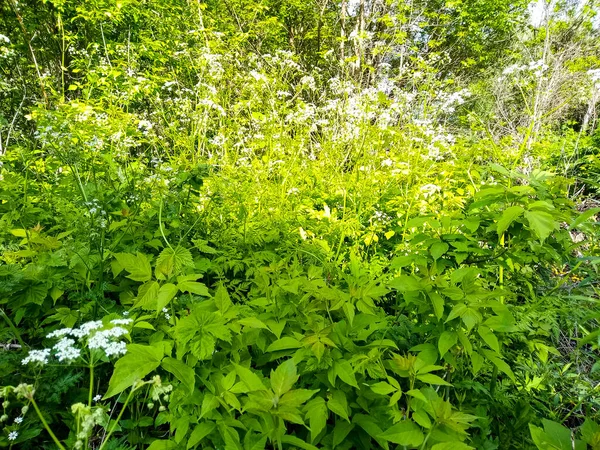 放棄された家の近くにウクライナの黄色のアカシアの花 — ストック写真