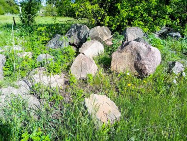 Ukrayna 'da terk edilmiş bir evin yakınında sarı akasya çiçekleri açar.