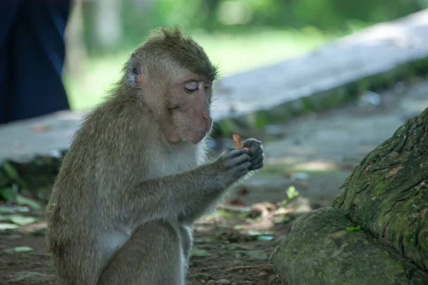 Macaco Asiático Com Filho Floresta — Fotografia de Stock