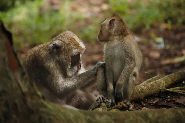 Macaco Asiático Com Filho Floresta — Fotografia de Stock