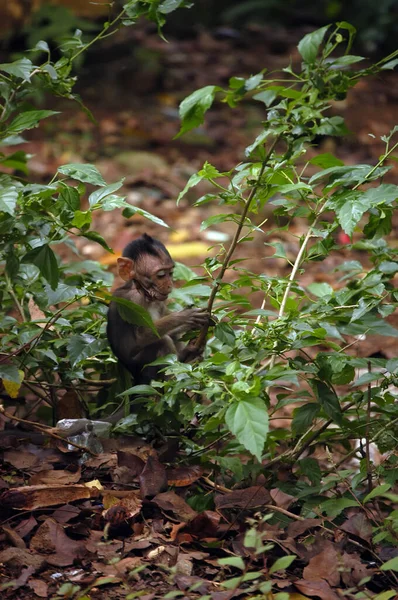 Macaco Asiático Com Filho Floresta — Fotografia de Stock