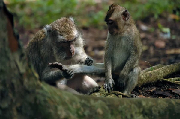 Macaco Asiático Com Filho Floresta — Fotografia de Stock