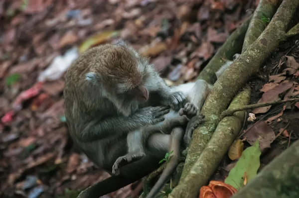 Macaco Asiático Com Filho Floresta — Fotografia de Stock