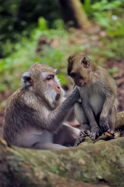 Macaco Asiático Com Filho Floresta — Fotografia de Stock