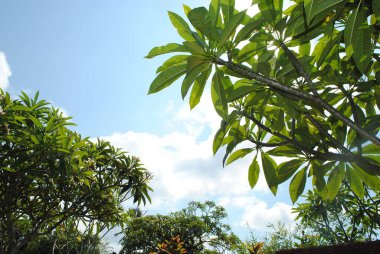 Açık Gökyüzüne Karşı Düşük Açı Çiçek Görünümü