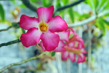 Taze pembe çöl gülü, sahte açelya, pembe bignonia ya da Impala zambağı çiçekleri bulanık doğa arka planında bahçede çiçek açar..