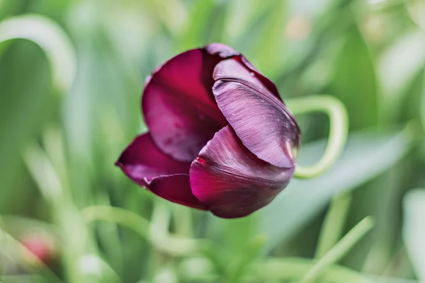 Hermoso Tulipán Púrpura Sobre Fondo Borroso Vegetación Primavera Enfoque Selectivo — Foto de Stock
