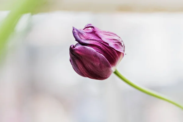 Hermoso Tulipán Púrpura Sobre Fondo Borroso Vegetación Primavera Enfoque Selectivo — Foto de Stock