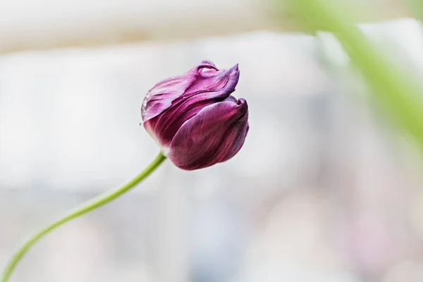 Hermoso Tulipán Púrpura Sobre Fondo Borroso Vegetación Primavera Enfoque Selectivo — Foto de Stock