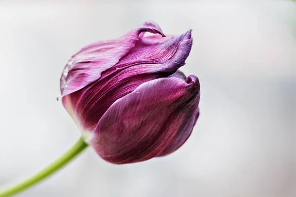 Beautiful purple tulip on a blurred background of greenery. Springtime. Selective focus. — Stock Image Beautiful Purple Tulip Blurred Background Greenery Springtime Selective Focus Stock Photo