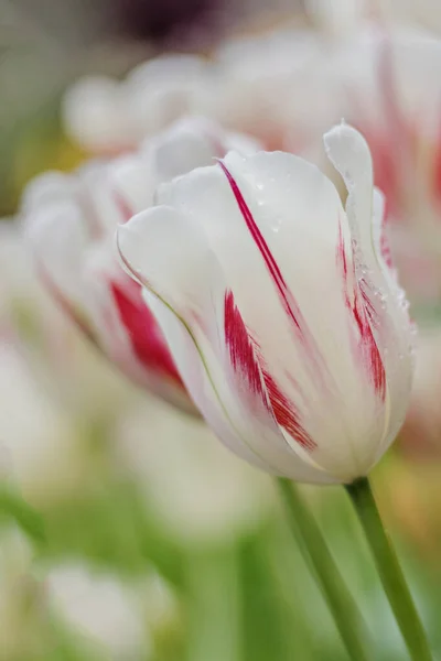 Hermosos Tulipanes Blancos Sobre Fondo Borroso Vegetación Primavera Enfoque Selectivo — Foto de Stock