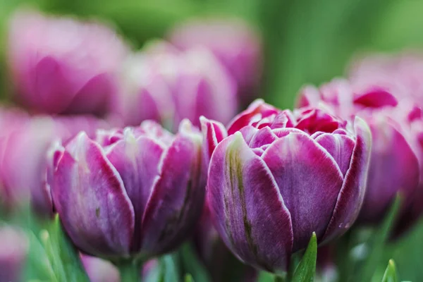 Hermosos Tulipanes Púrpurashermosos Tulipanes Púrpura Sobre Fondo Borroso Vegetación Primavera — Foto de Stock