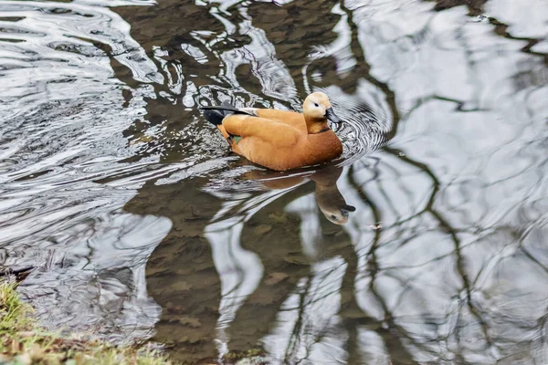 Anatra Arancione Inanatra Arancione Acqua Nel Parco Primaverile Riflesso Nell — Foto Stock