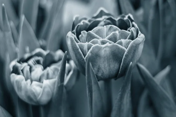 Hermosos Tulipanes Sobre Fondo Borroso Color Azul Clásico Primavera — Foto de Stock