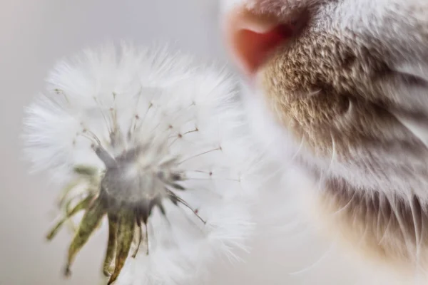 Cat Pink Nose Sniffing White Fluffy Dandelion — стоковое фото