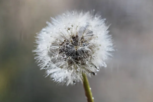 Weißer Flauschiger Löwenzahn Wassertropfen Nach Regen — Stockfoto