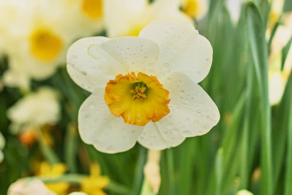 Narcis Kvete Kvetoucí Zahradě Selektivní Soustředění Pohlednice — Stock fotografie