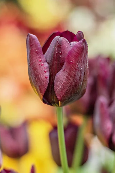 Primer Plano Tulipán Púrpura Oscuro Sobre Fondo Borroso Jardín Floreciente — Foto de Stock