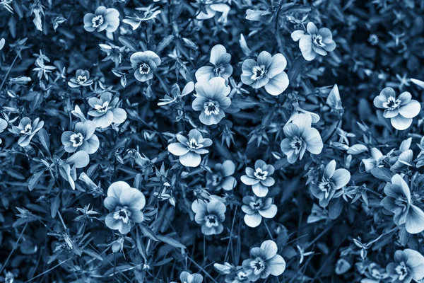 Fundo Borrado Flores Uma Cor Azul Clássico Close — Fotografia de Stock