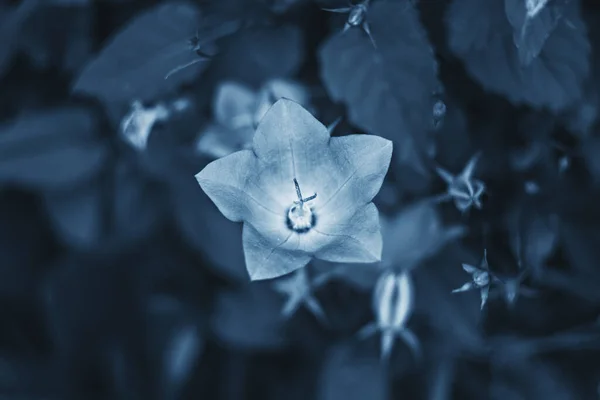 Jardín Hermosas Flores Campana Azul Clásico — Foto de Stock