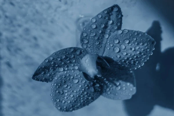 Primer Plano Flor Orquídea Color Azul Clásico — Foto de Stock