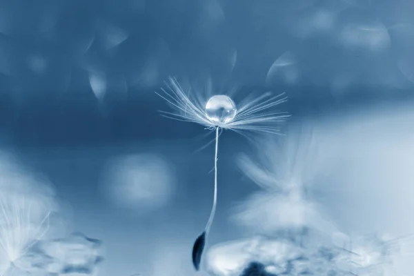 Fluff Dente Leone Con Una Goccia Acqua Bokeh Sullo Sfondo — Foto Stock