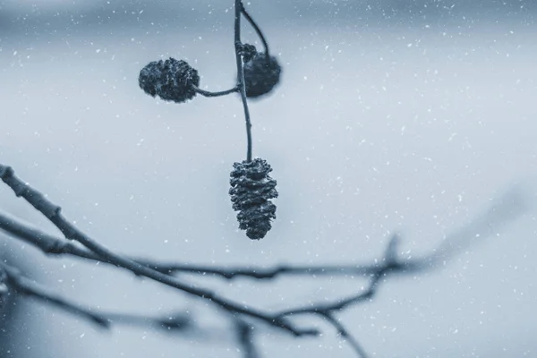Rozmytym Tle Gałęzie Drzew Małymi Rożkami Klasycznym Kolorze Niebieskim Zima — Zdjęcie stockowe