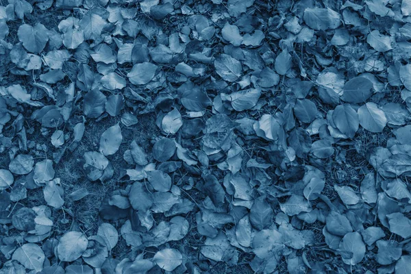 Lehullott Őszi Levelek Klasszikus Kék Színben — Stock Fotó