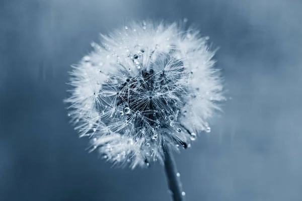 White fluffy dandelion in water droplets after rain in classic blue.