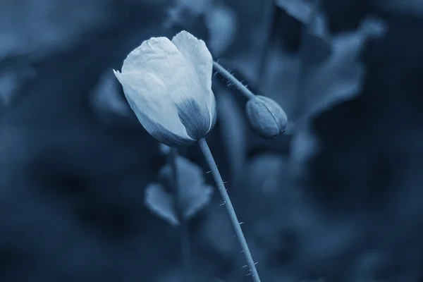 Hermoso Tulipán Sobre Fondo Borroso Color Azul Clásico Primavera — Foto de Stock