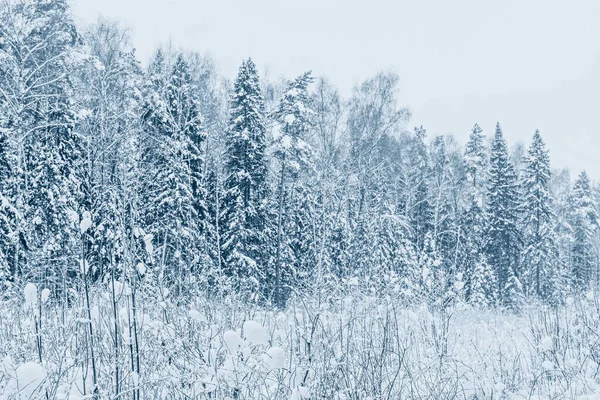Śnieg Zima Las Niebieskim Klasycznym Kolorze — Zdjęcie stockowe