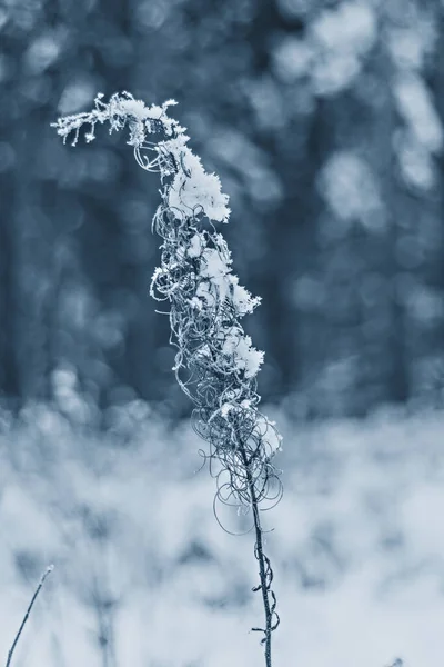 Suszone Kwiaty Śniegu Śnieżnym Lesie Zimowym Bokeh Tle Klasycznym Kolorze — Zdjęcie stockowe