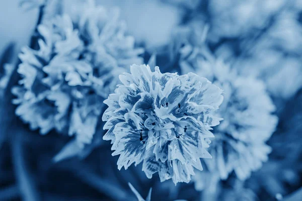 Jardim Flores Cravo Brilhante Azul Clássico — Fotografia de Stock