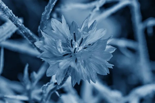 고전적 파란빛을 카네이션 — 스톡 사진