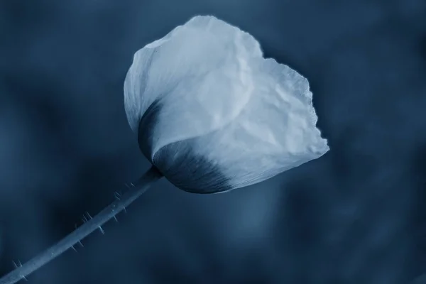 Beautiful tulip on a blurred background in blue classic color. Springtime — Stock Image Beautiful Tulip Blurred Background Blue Classic Color Springtime Stock Photo