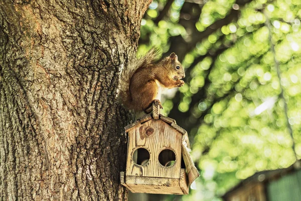 Eichhörnchen Sitzt Auf Dem Futterhäuschen Und Knabbert Waldpark Eine Nuss — Stockfoto