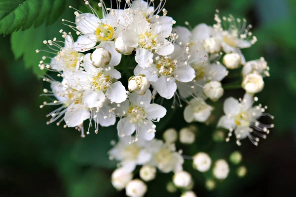 Fond Petites Fleurs Blanches Blanches Arbre Fleurs Fruitières Pleine Floraison — Photo