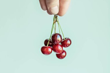 Olgun kirazlar açık yeşil arka planda parmaklarını tutarlar..