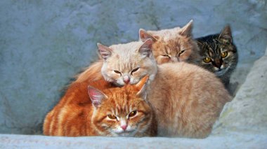   Birbirine yapışmış dört güzel kedi yavrusu.