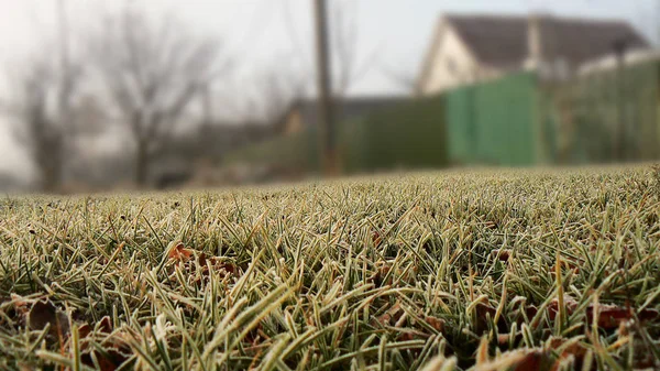 Grass Covered Hoarfrost Good Frosty Morning — Stock Photo, Image
